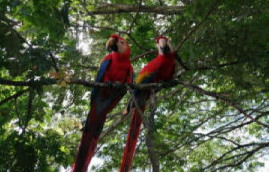 Guided rainforest hike through Costa Rican jungle with exotic plants, wildlife, and waterfall views - Macaws Tours by Pablo C