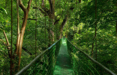 Rainforest skywalk observation platform with bird's eye view of Costa Rican jungle treetops and wildlife - Macaws Tours by Pablo C