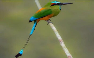 Bird watcher with spotting scope observing exotic tropical birds in Costa Rican rainforest canopy - Macaws Adventure Tours by Pablo C
