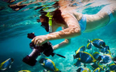 Snorkeler exploring Catalina Islands coral reef with tropical fish, rays, and clear Pacific waters - Macaws Adventure Tours by Pablo C