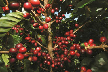 Coffee plantation tour in Costa Rica highlands with coffee beans, tasting session, and traditional farm buildings - Macaws Adventure Tours by Pablo C
