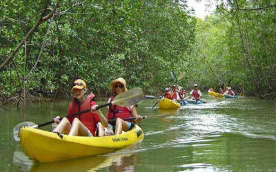 Kayaker paddling through serene mangrove forest with tropical birds and wildlife visible in Costa Rica - Macaws Adventure Tours by Pablo C