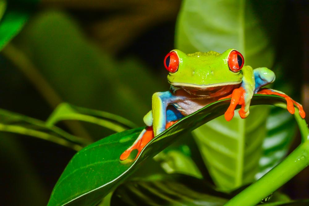 Nighttime rainforest walk with flashlights spotting nocturnal animals including frogs, insects, and sleeping birds - Macaws Adventure Tours by Pablo C