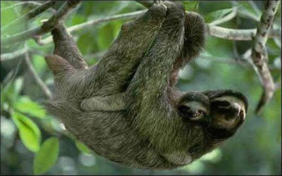 Two-toed sloth hanging from tree at Costa Rican sanctuary with guests observing and learning - Macaws Adventure Tours by Pablo C