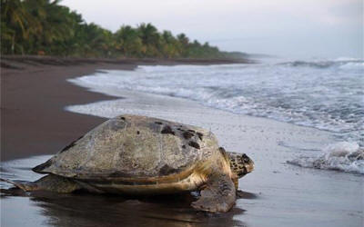 Sea turtle nesting on Costa Rican beach at night with conservation guides and red flashlights - Macaws Adventure Tours by Pablo C