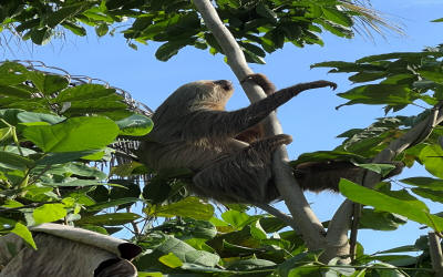 Tortuguero Canal wildlife cruise and Cahuita National Park hike - Macaws Tours by Pablo C',