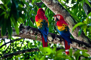 NATUWA Wildlife Sanctuary with scarlet macaws and mangrove boat tour - Macaws Tours by Pablo C',